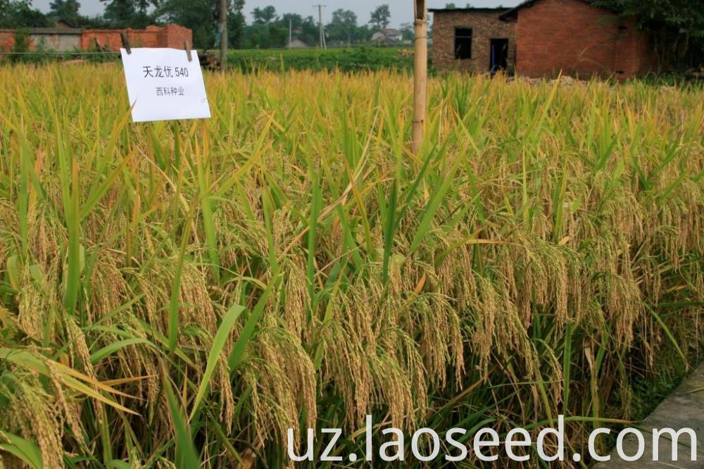 Tianlongyou 1340 rice